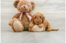 Hypoallergenic Mini Goldiepoo Poodle Mix Puppy