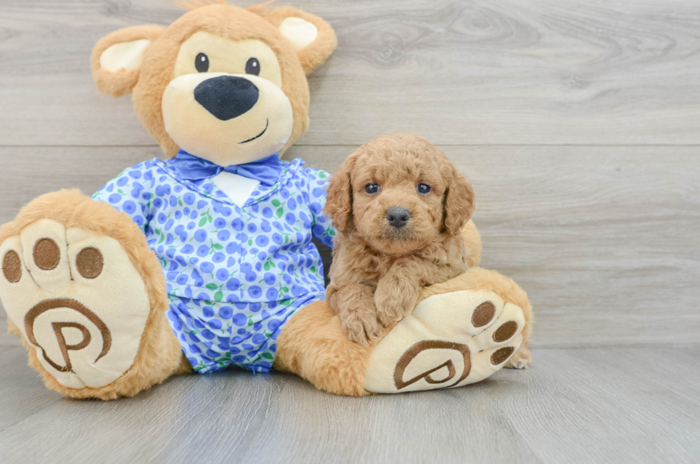 5 week old Mini Goldendoodle Puppy For Sale - Lone Star Pups