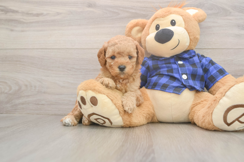 6 week old Mini Goldendoodle Puppy For Sale - Lone Star Pups