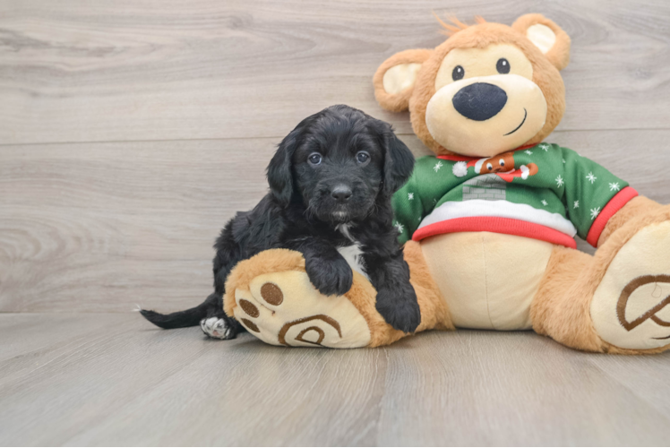 Sweet Mini Goldendoodle Baby