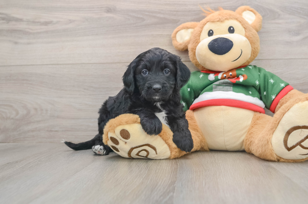 5 week old Mini Goldendoodle Puppy For Sale - Lone Star Pups