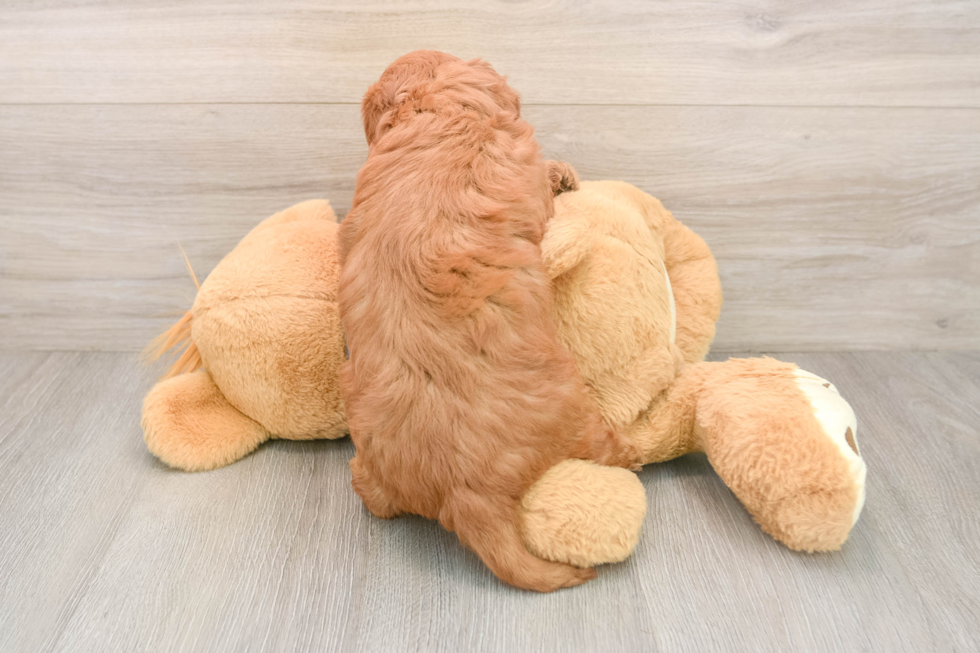 Smart Mini Goldendoodle Poodle Mix Pup