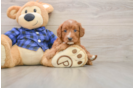 Mini Goldendoodle Puppy for Adoption