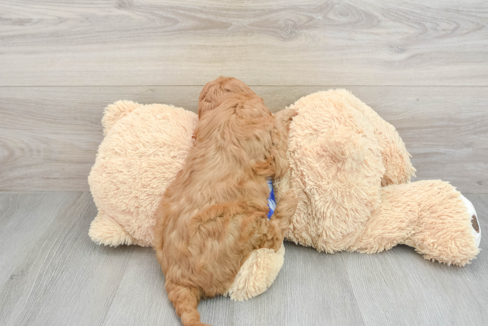 Best Mini Goldendoodle Baby