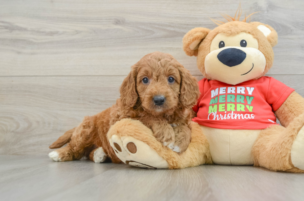 5 week old Mini Goldendoodle Puppy For Sale - Lone Star Pups