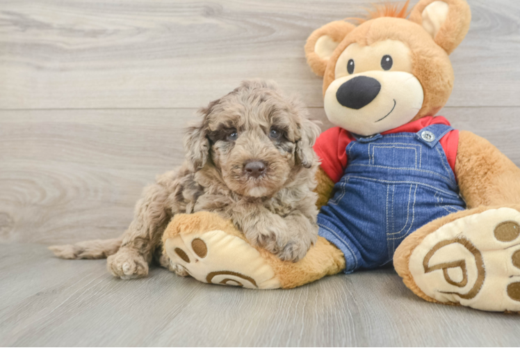 Small Mini Goldendoodle Baby