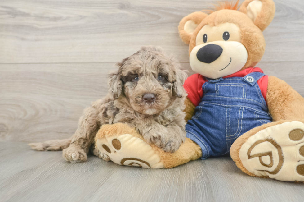 6 week old Mini Goldendoodle Puppy For Sale - Lone Star Pups