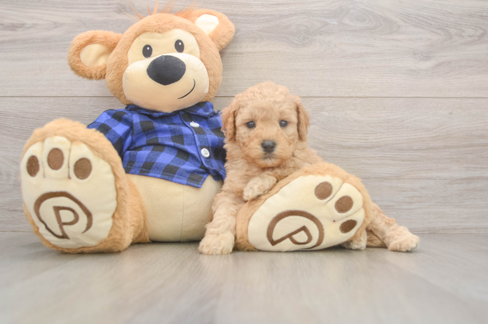 6 week old Mini Goldendoodle Puppy For Sale - Lone Star Pups