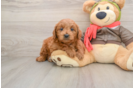 Mini Goldendoodle Puppy for Adoption
