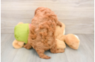 Playful Mini Groodle Poodle Mix Puppy