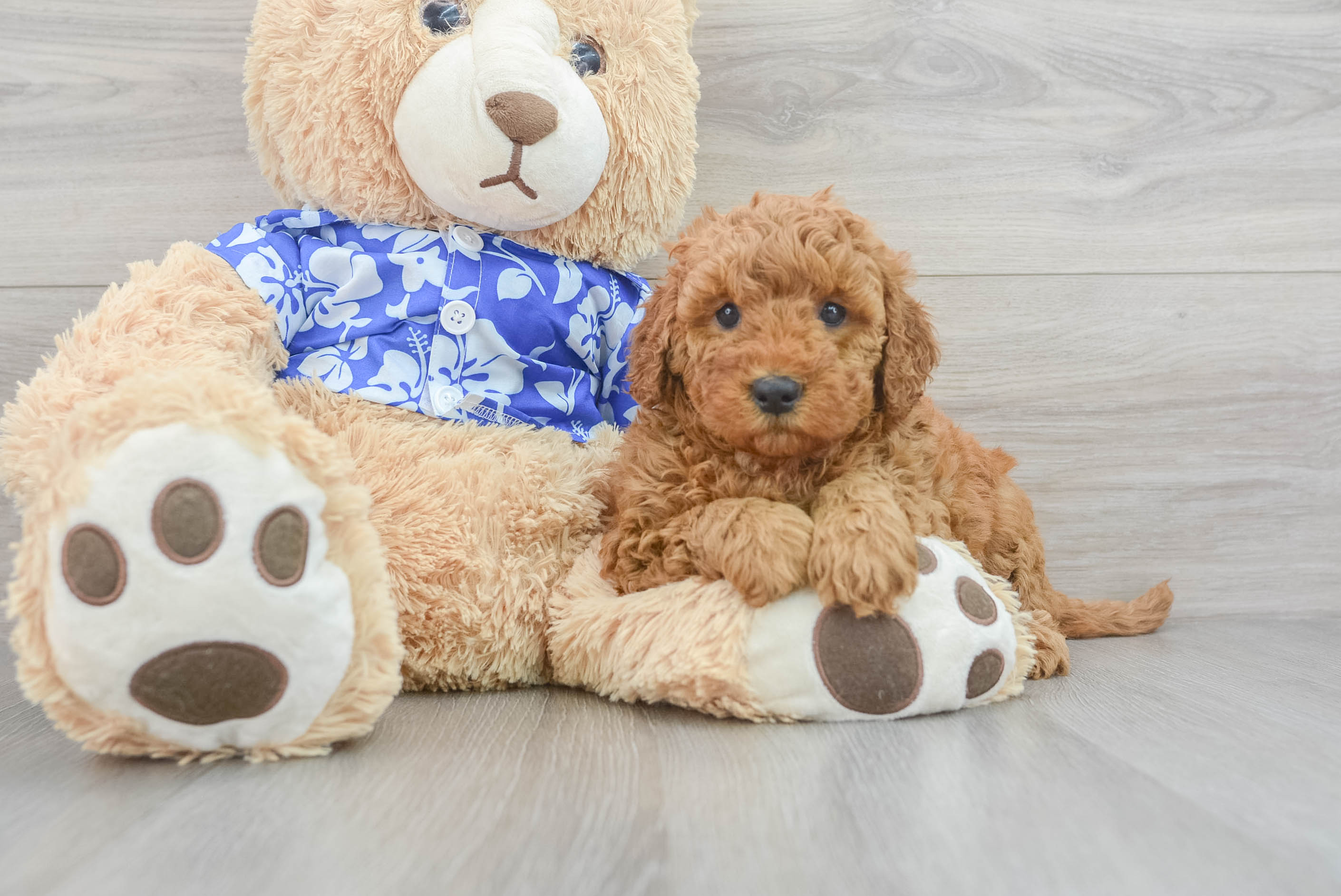 Mini Goldendoodle Puppy for Adoption