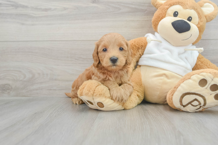 Smart Mini Goldendoodle Poodle Mix Pup