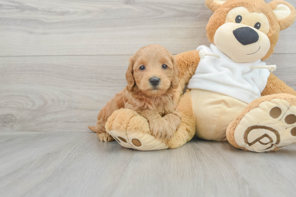 Smart Mini Goldendoodle Poodle Mix Pup