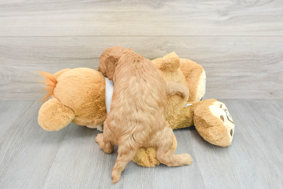 Funny Mini Goldendoodle Poodle Mix Pup