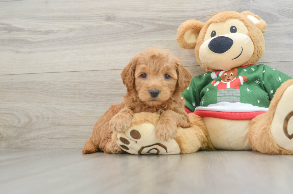 6 week old Mini Goldendoodle Puppy For Sale - Lone Star Pups