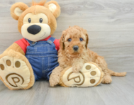 7 week old Mini Goldendoodle Puppy For Sale - Lone Star Pups