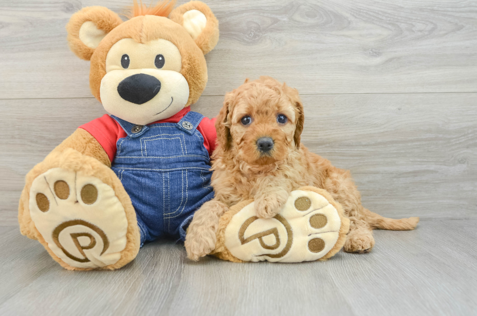 7 week old Mini Goldendoodle Puppy For Sale - Lone Star Pups