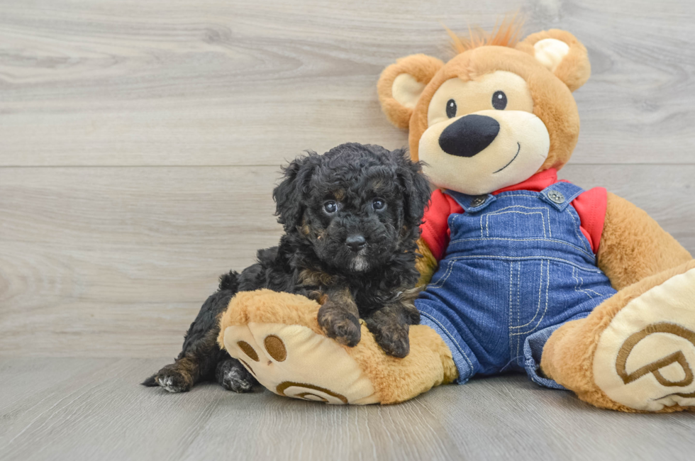 6 week old Mini Goldendoodle Puppy For Sale - Lone Star Pups