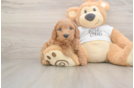 Mini Goldendoodle Puppy for Adoption