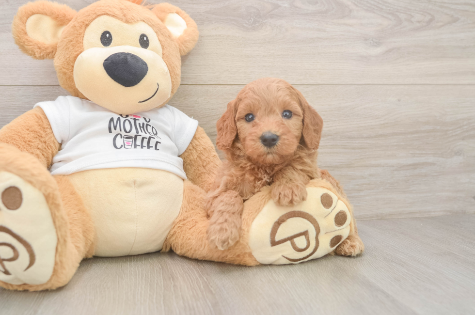 5 week old Mini Goldendoodle Puppy For Sale - Lone Star Pups