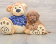 6 week old Mini Goldendoodle Puppy For Sale - Lone Star Pups