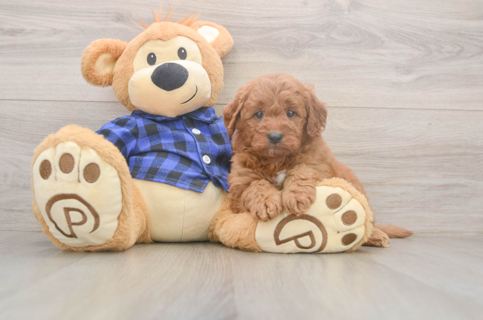 6 week old Mini Goldendoodle Puppy For Sale - Lone Star Pups