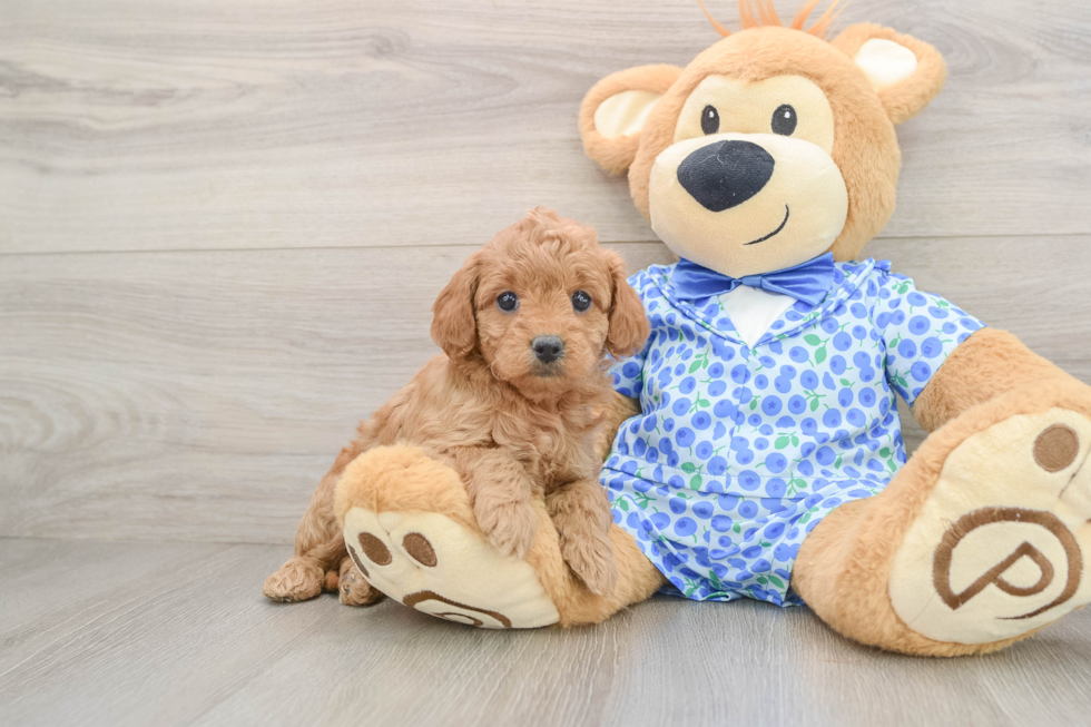 Energetic Golden Doodle Poodle Mix Puppy