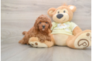 Popular Mini Goldendoodle Poodle Mix Pup