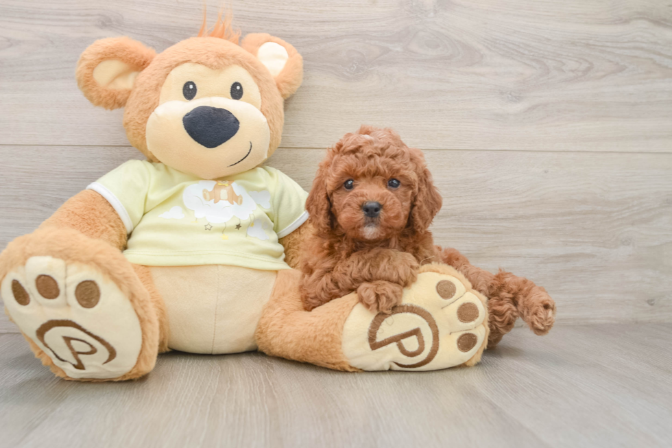 Mini Goldendoodle Pup Being Cute