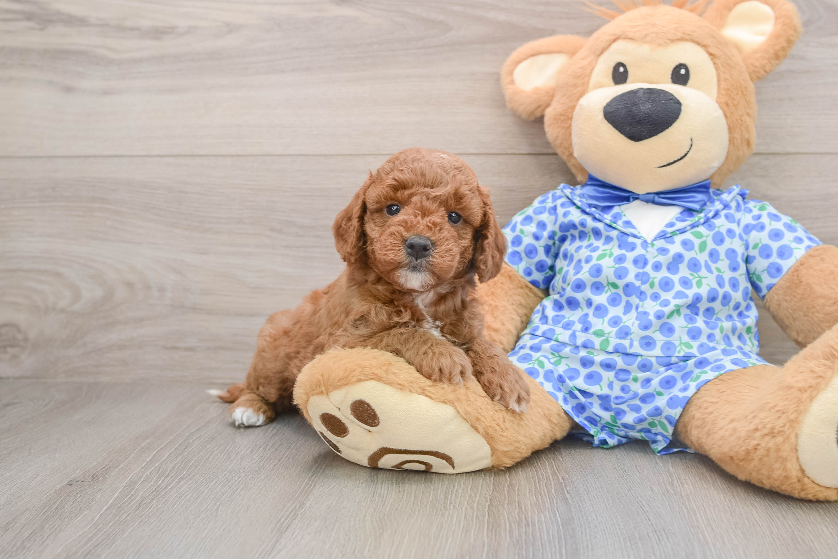 Popular Mini Goldendoodle Poodle Mix Pup