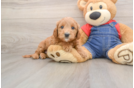 Mini Goldendoodle Pup Being Cute