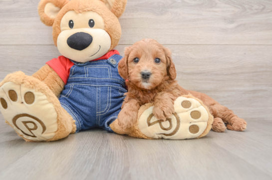 GABI, a Mini Goldendoodle littermate