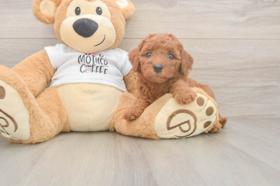 5 week old Mini Goldendoodle Puppy For Sale - Lone Star Pups