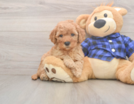 6 week old Mini Goldendoodle Puppy For Sale - Lone Star Pups