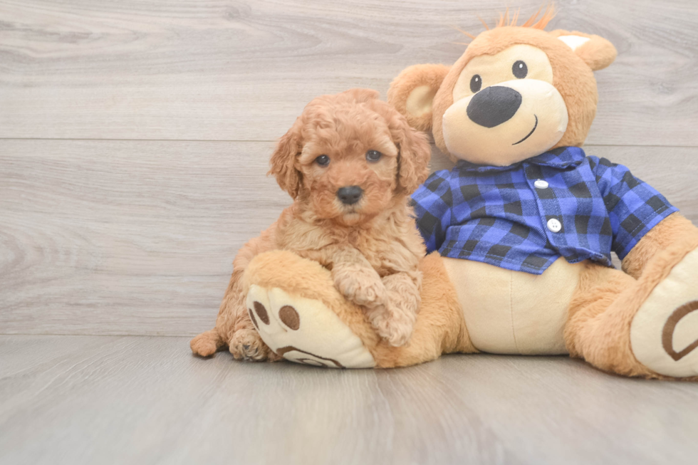 Best Mini Goldendoodle Baby