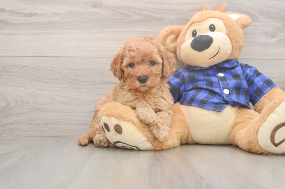 6 week old Mini Goldendoodle Puppy For Sale - Lone Star Pups