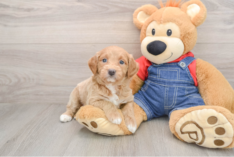 Mini Goldendoodle Puppy for Adoption