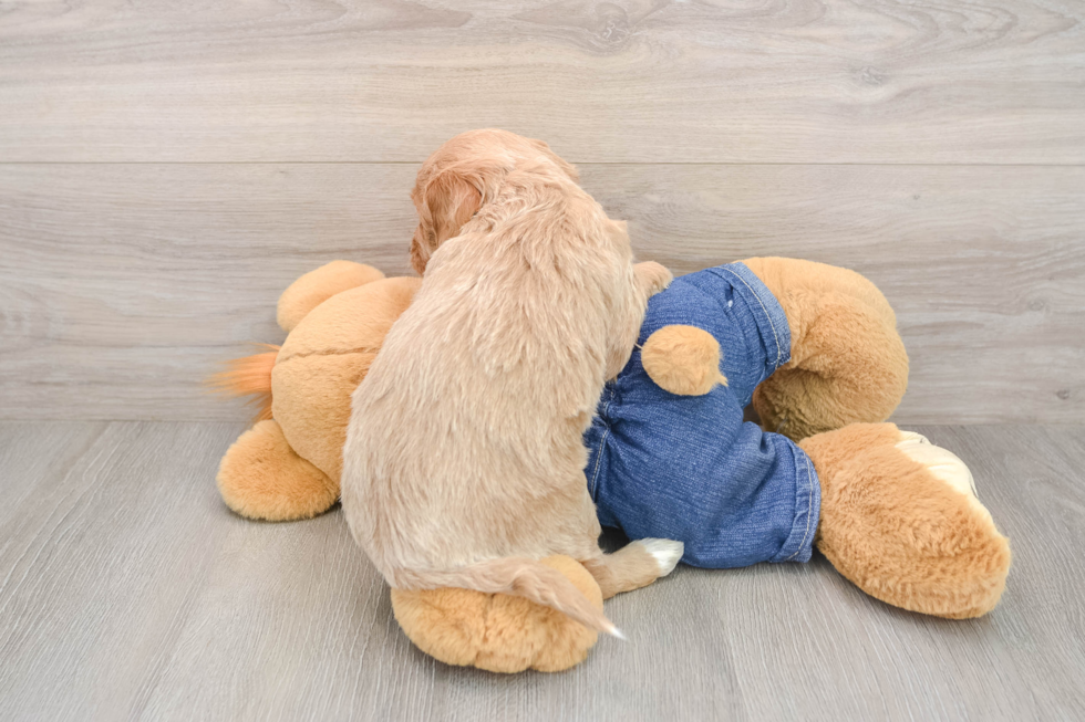 Adorable Golden Retriever Poodle Mix Poodle Mix Puppy