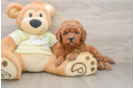 Cute Mini Goldendoodle Baby