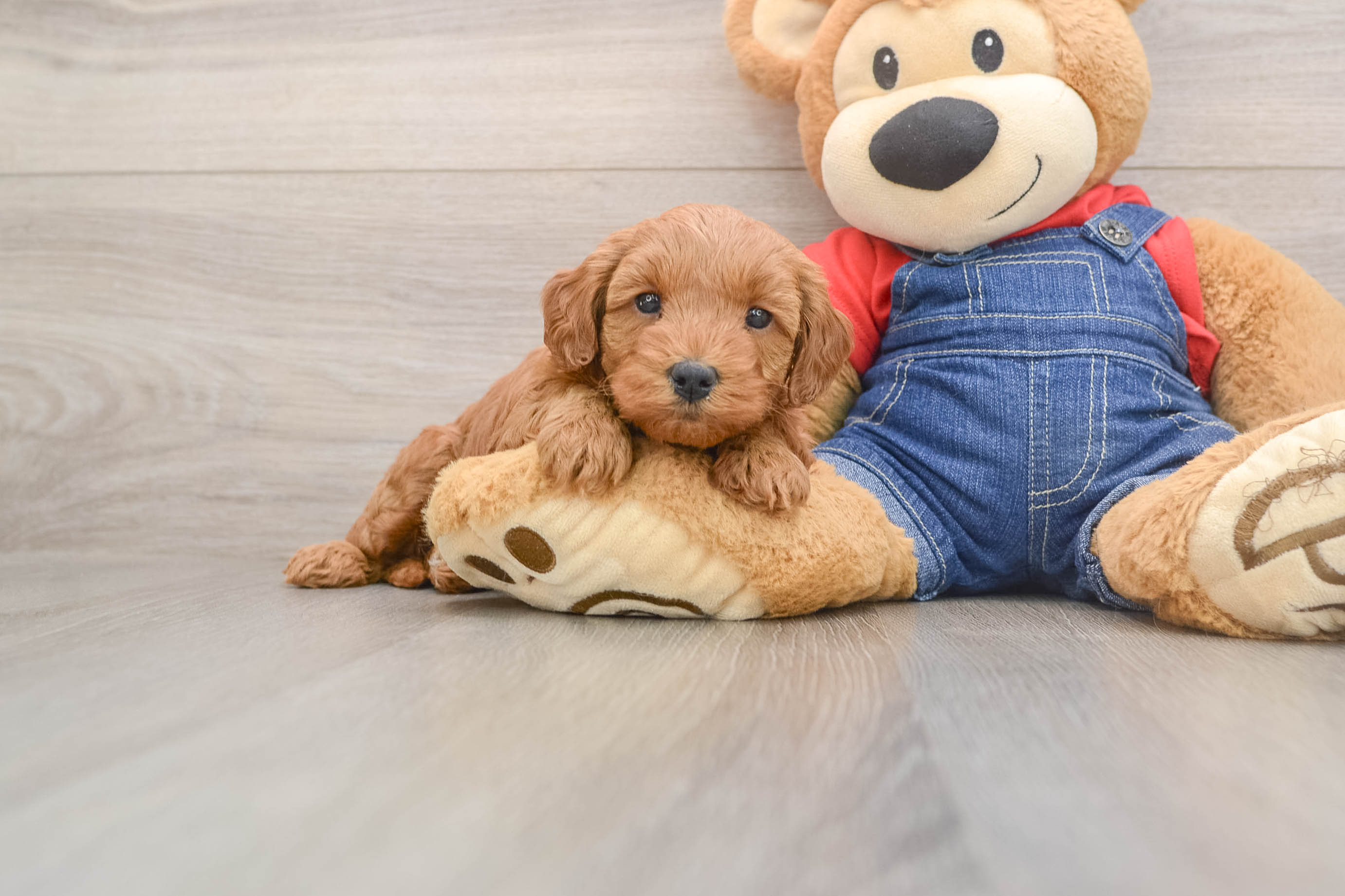 Cute Mini Goldendoodle Baby
