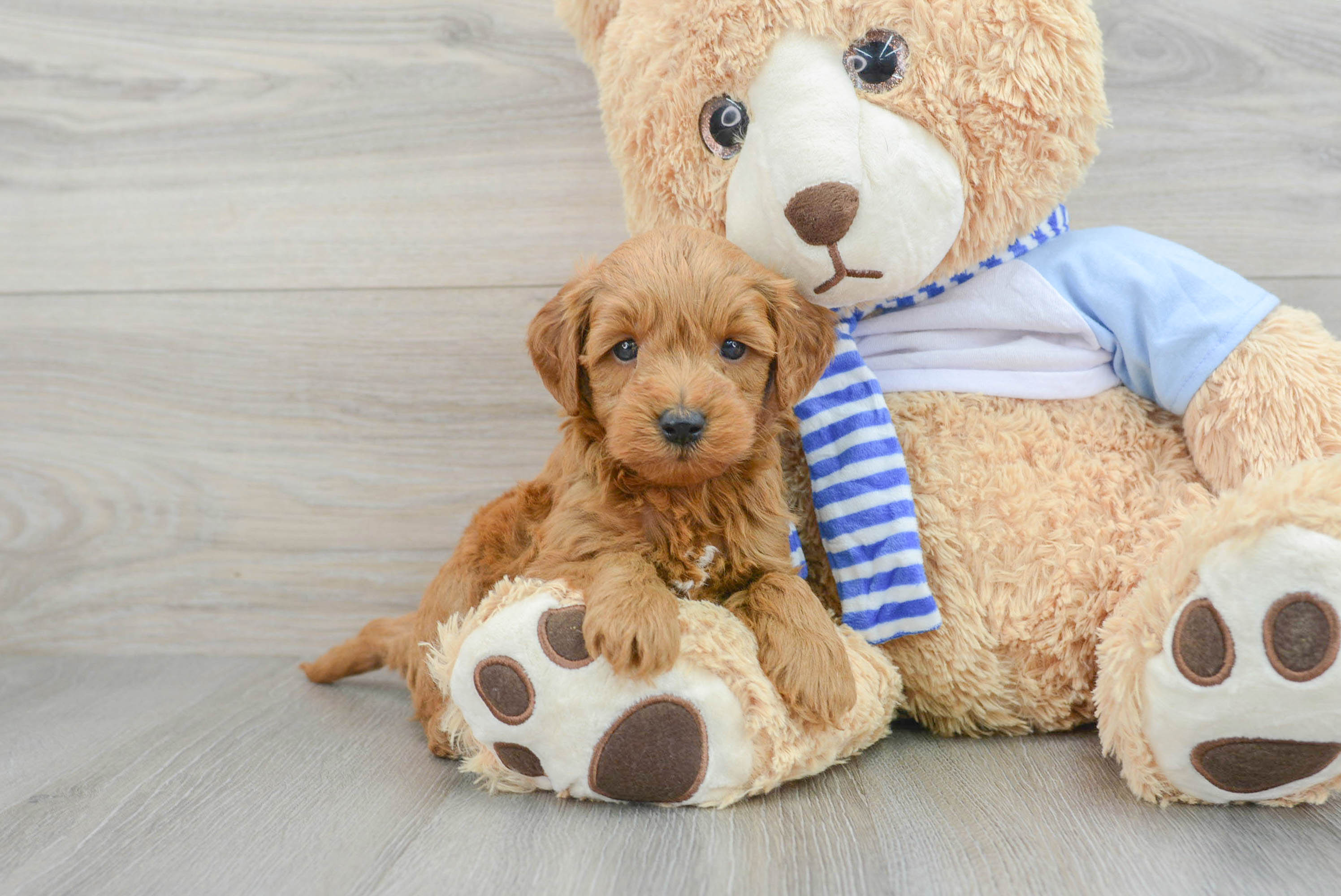 Cute Mini Goldendoodle Gavin 4lb 13oz Doodle Puppy