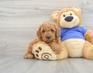 8 week old Mini Goldendoodle Puppy For Sale - Lone Star Pups