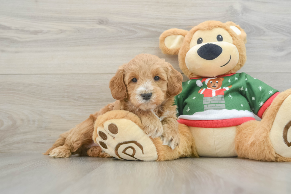 Mini Goldendoodle Puppy for Adoption