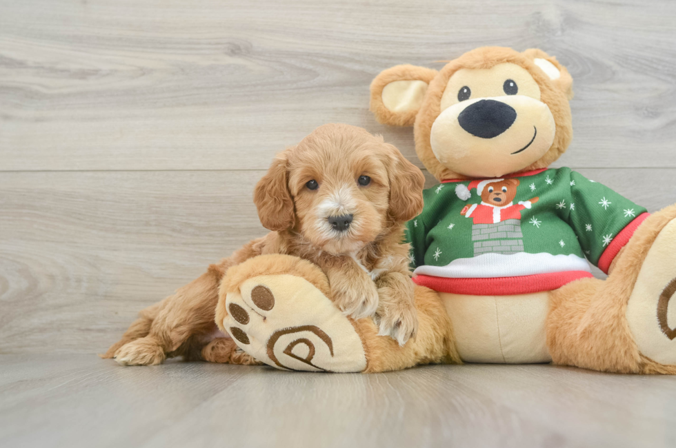 6 week old Mini Goldendoodle Puppy For Sale - Lone Star Pups