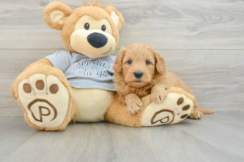 5 week old Mini Goldendoodle Puppy For Sale - Lone Star Pups