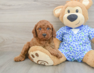 7 week old Mini Goldendoodle Puppy For Sale - Lone Star Pups