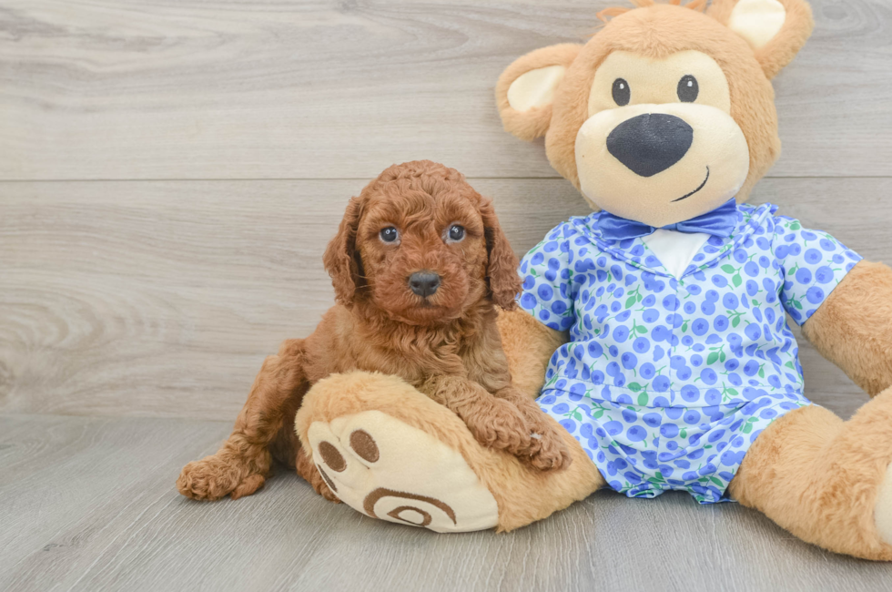 6 week old Mini Goldendoodle Puppy For Sale - Lone Star Pups