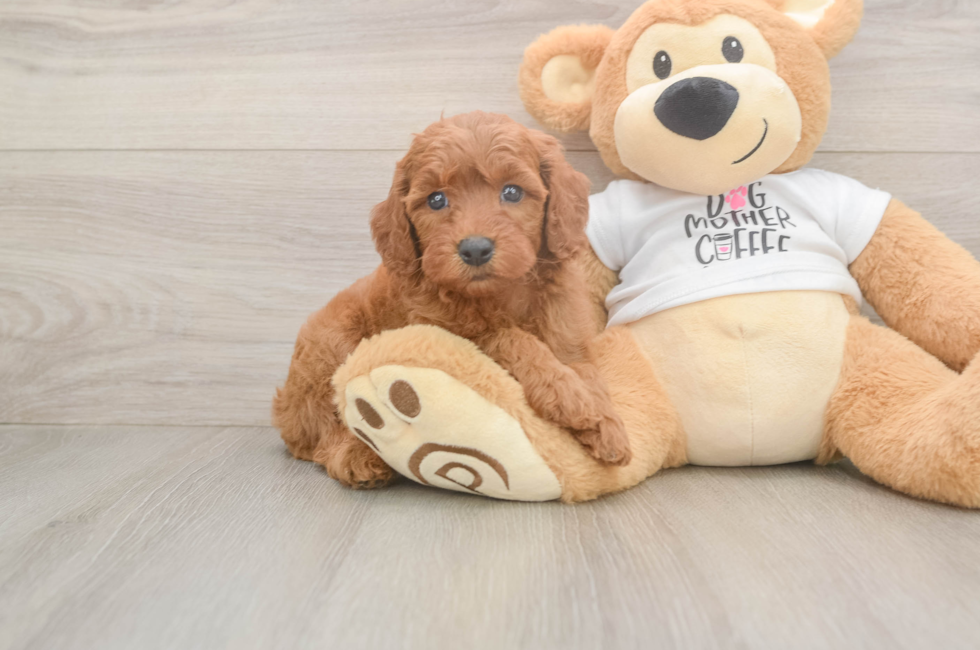 5 week old Mini Goldendoodle Puppy For Sale - Lone Star Pups