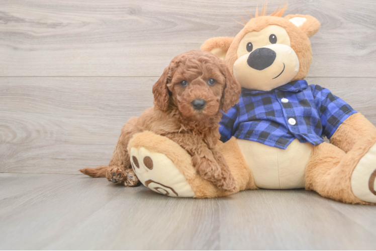Mini Goldendoodle Puppy for Adoption