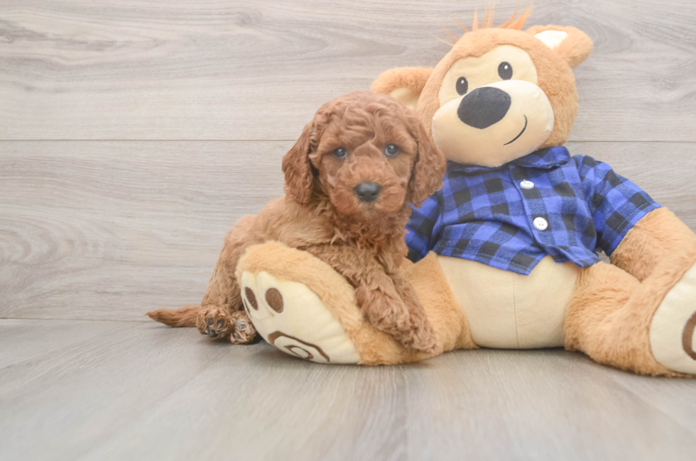 6 week old Mini Goldendoodle Puppy For Sale - Lone Star Pups